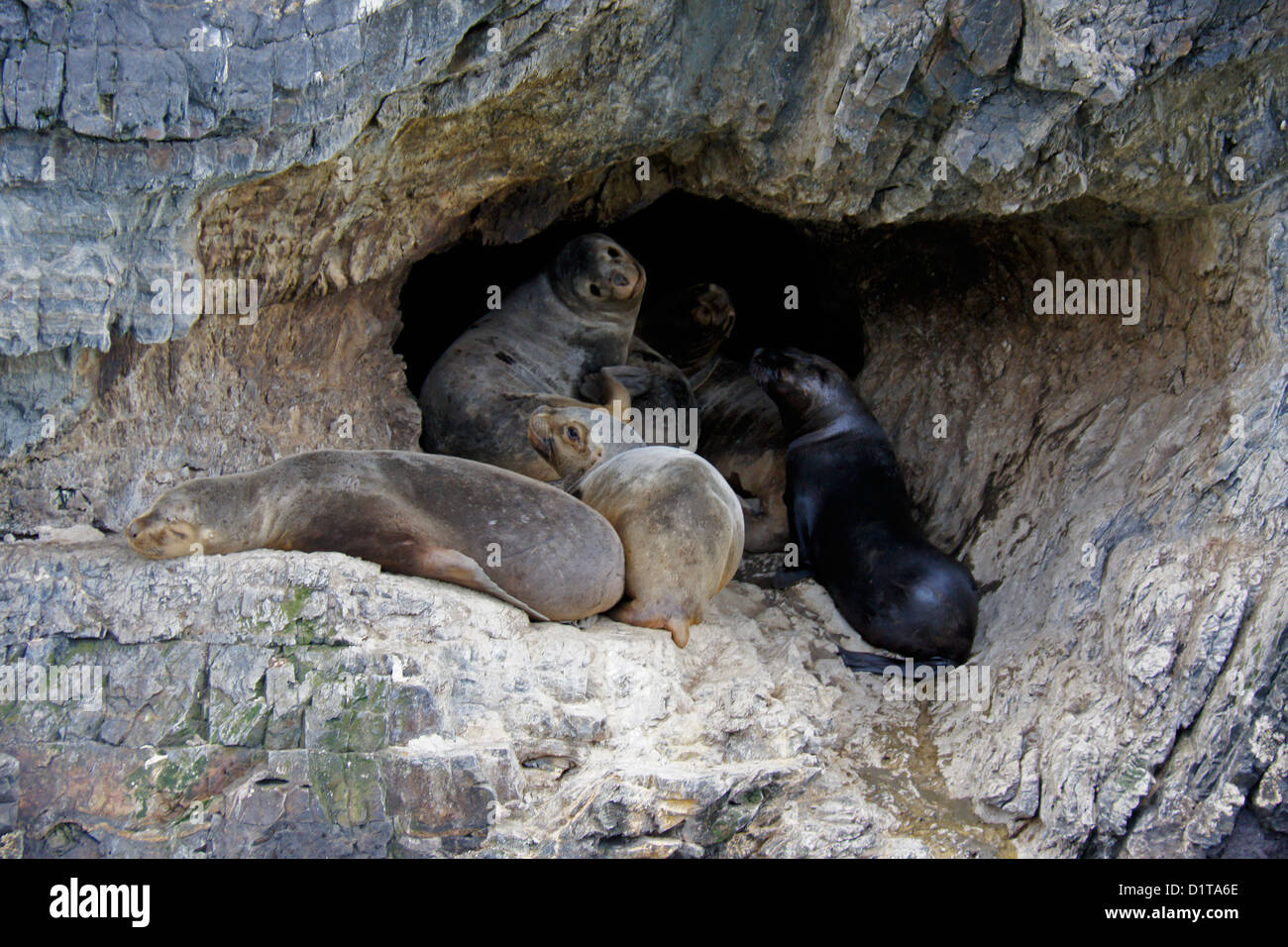 Südamerikanische (südlichen patagonischen) Seelöwen ruht in Höhle, Seno Ultima Esperanza (letzte Hoffnung Ton), Patagonien, Chile Stockfoto