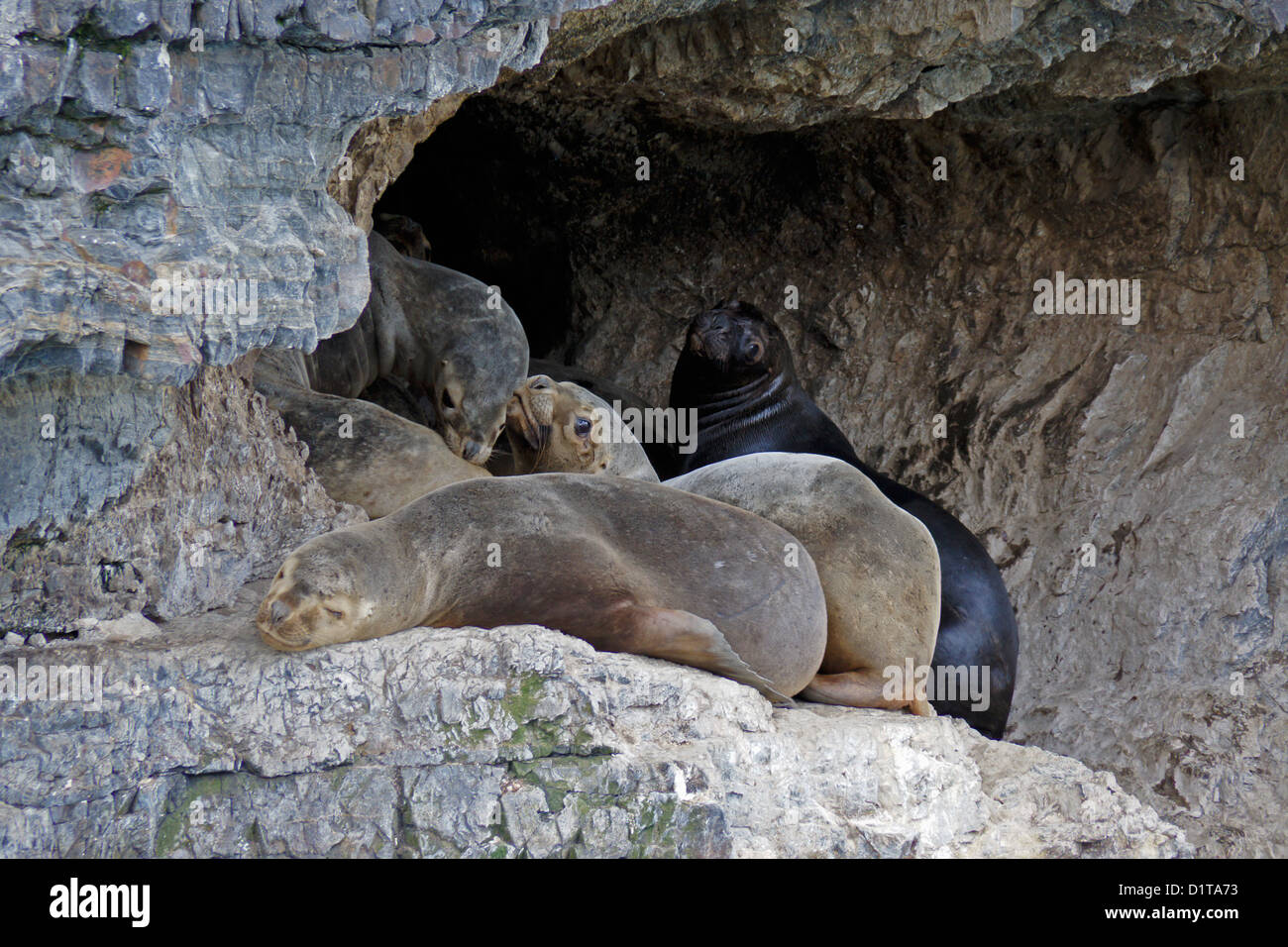 Südamerikanische (südlichen patagonischen) Seelöwen ruht in Höhle, Seno Ultima Esperanza (letzte Hoffnung Ton), Patagonien, Chile Stockfoto