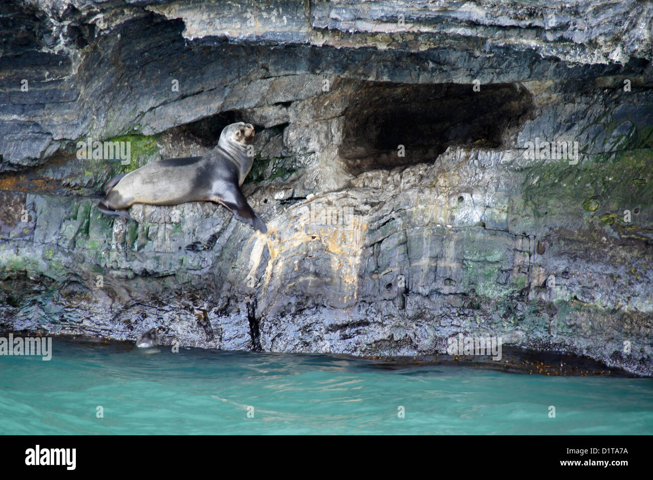 Südamerikanischen (südlichen patagonischen) Seelöwen ausruhen Höhle, Seno Ultima Esperanza (letzte Hoffnung Ton), Patagonien, Chile Stockfoto