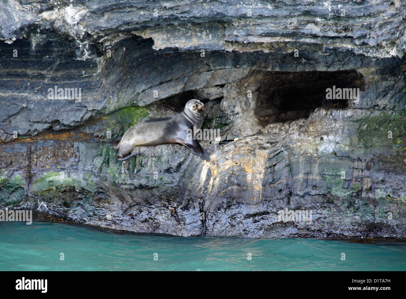 Südamerikanischen (südlichen patagonischen) Seelöwen ausruhen Höhle, Seno Ultima Esperanza (letzte Hoffnung Ton), Patagonien, Chile Stockfoto
