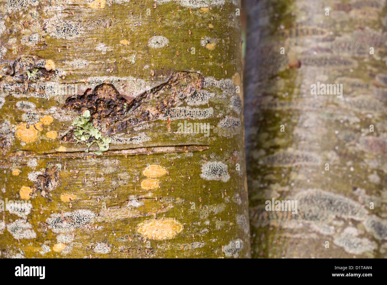 Asche Baumrinde; Fraxinus Excelsior; UK Stockfoto