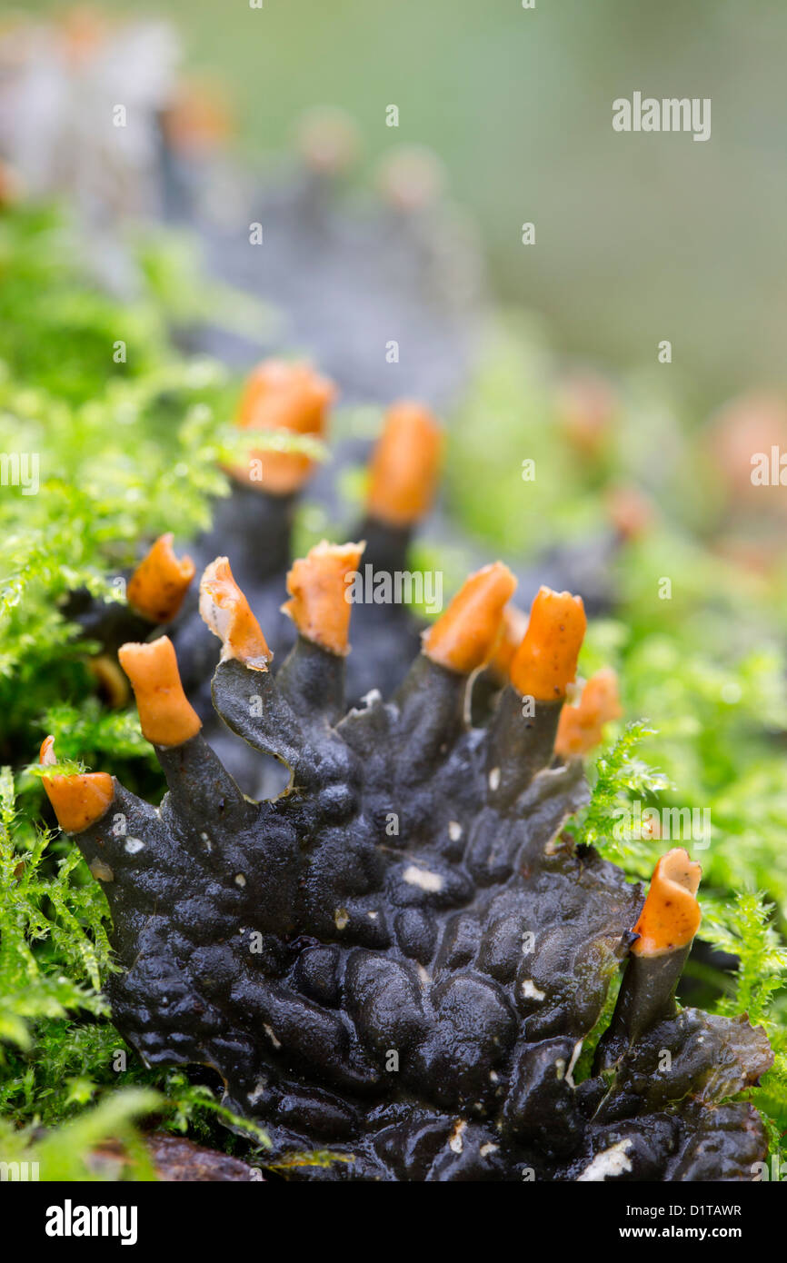 Des Hundes Zahn Flechten; Peltigera Canina; Winter; UK Stockfoto