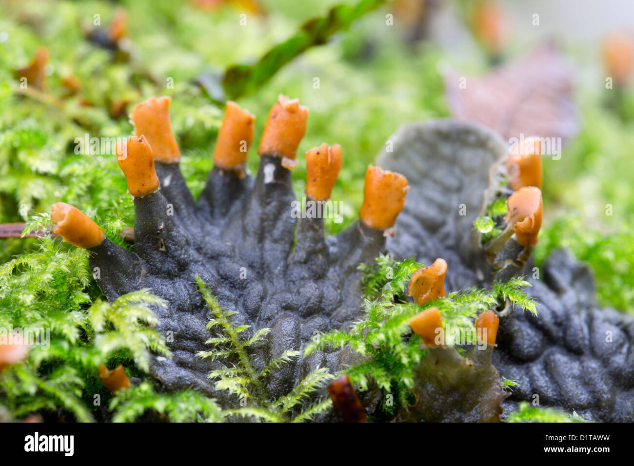 Des Hundes Zahn Flechten; Peltigera Canina; Winter; UK Stockfoto