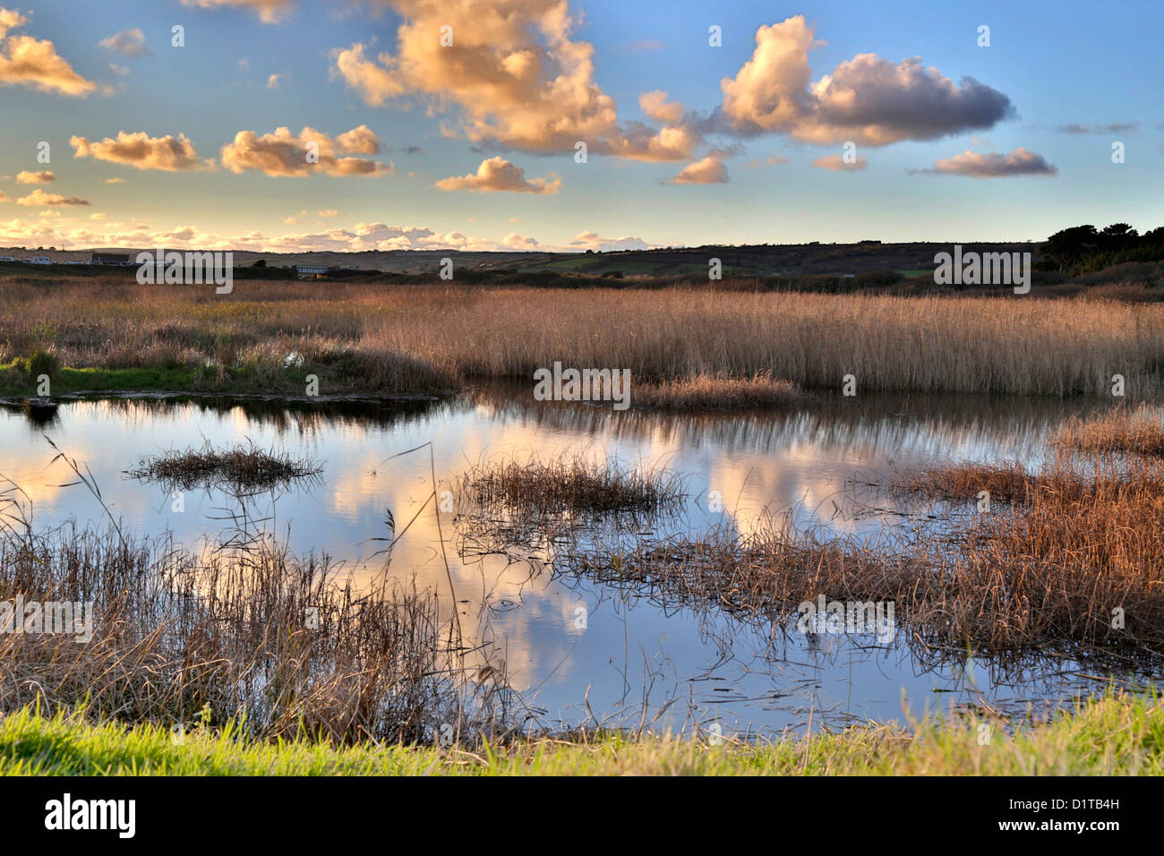 Marazion Marsh; RSPB Reserve; Cornwall; UK Stockfoto