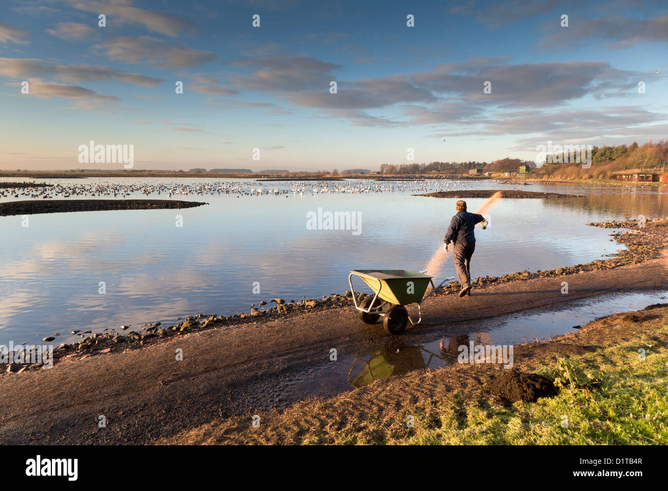 Martin Mere; Wildgeflügel und Feuchtgebiete Vertrauen; UK Stockfoto