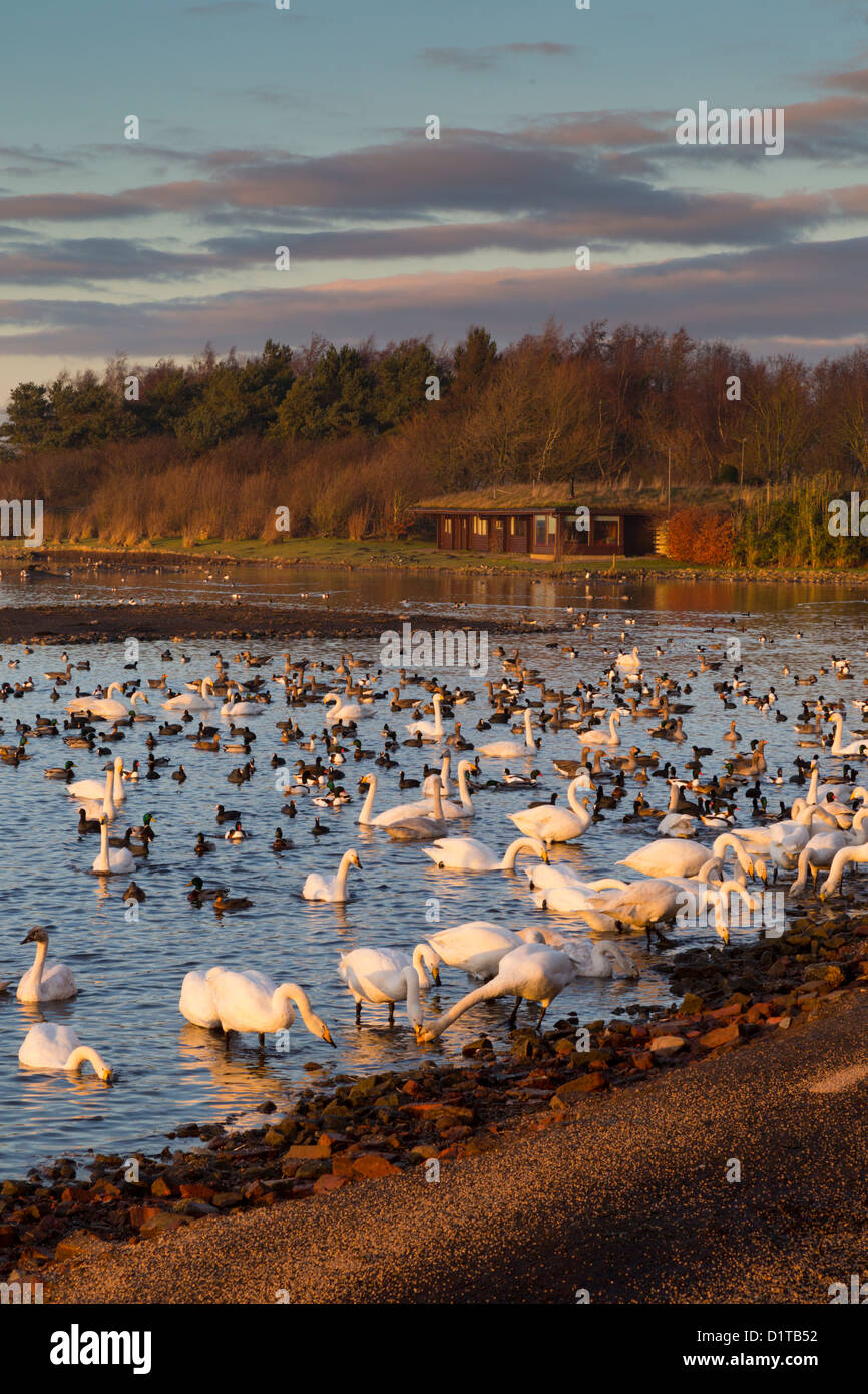 Martin Mere; Wildgeflügel und Feuchtgebiete Vertrauen; UK Stockfoto