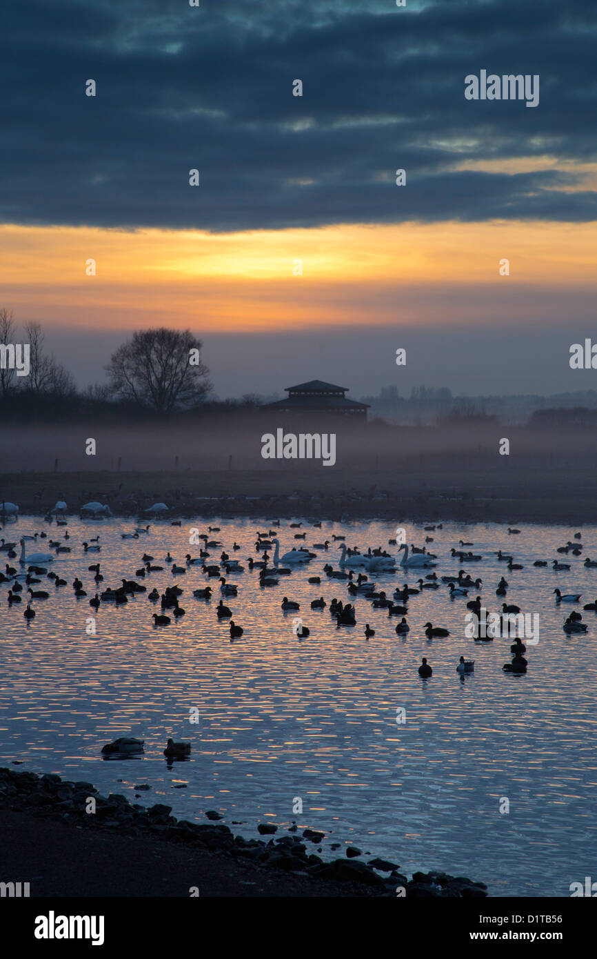 Martin Mere; Wildgeflügel und Feuchtgebiete Vertrauen; VEREINIGTES KÖNIGREICH; Sonnenuntergang Stockfoto