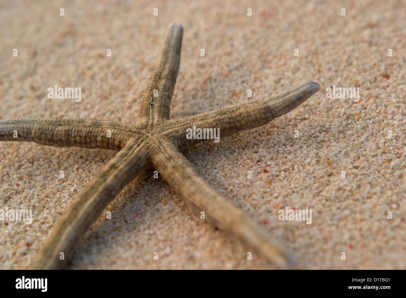 Das Skelett eines Sterns Meer angespült an einem Strand, Baa-Atoll-Malediven Stockfoto