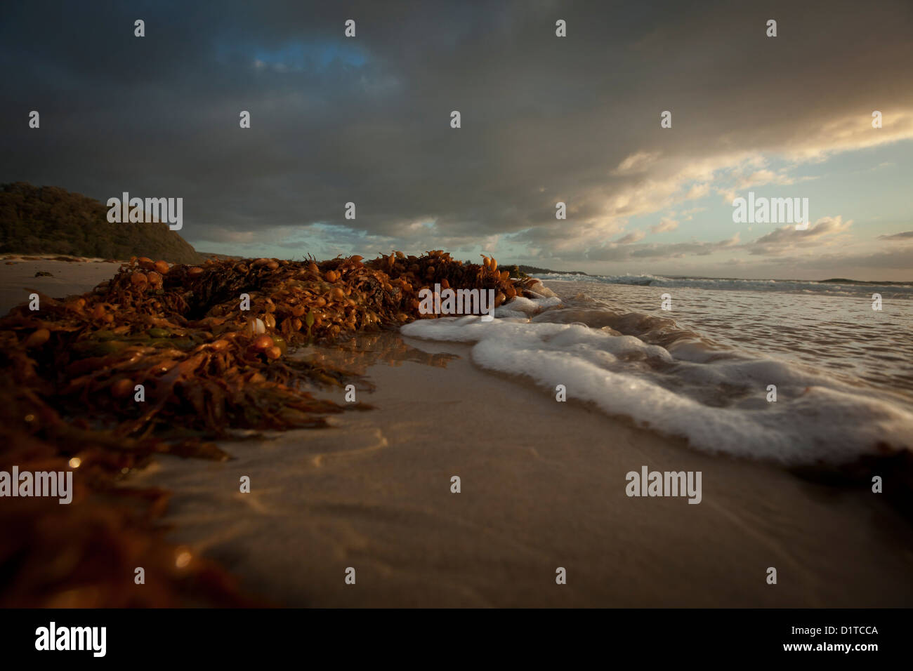 Algen am Strand nach einer Nacht Sturm angespült. Stockfoto