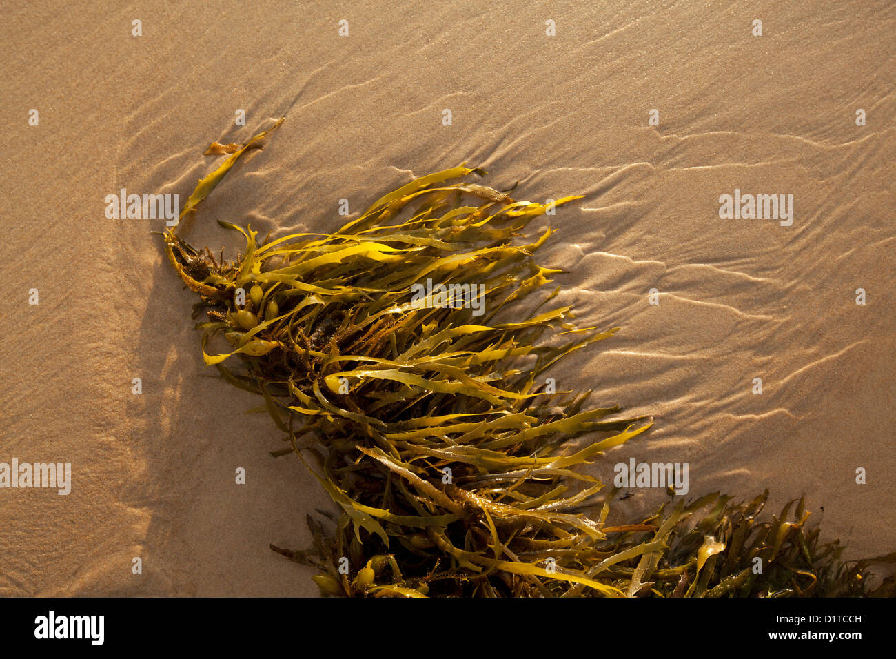 Algen am Strand angespült. Stockfoto