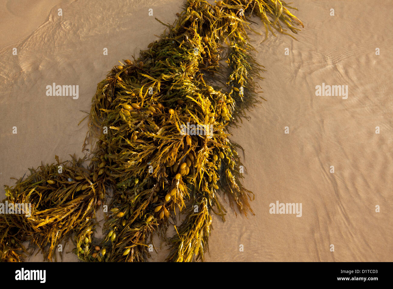 Algen am Strand angespült. Stockfoto