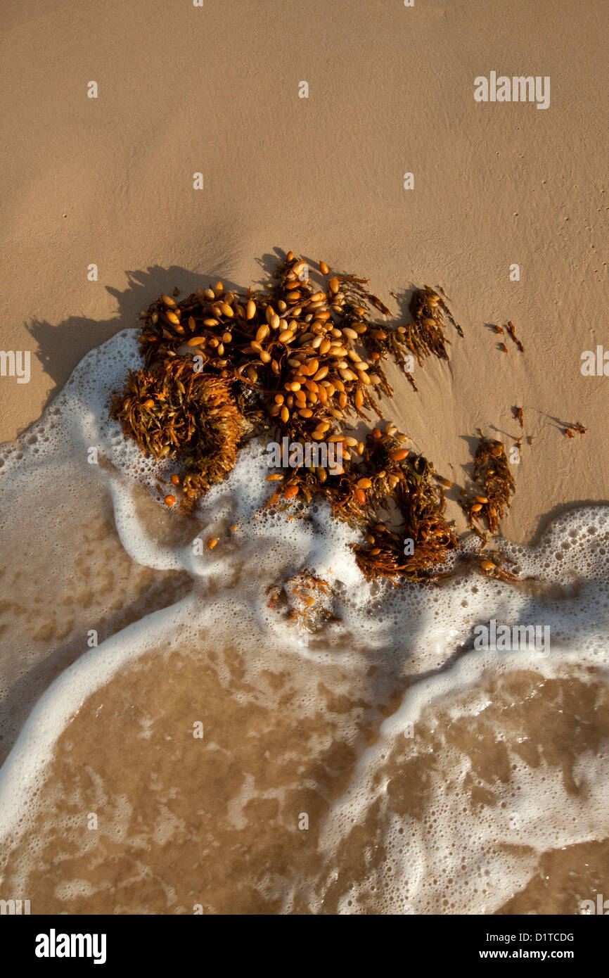 Algen am Strand angespült. Stockfoto