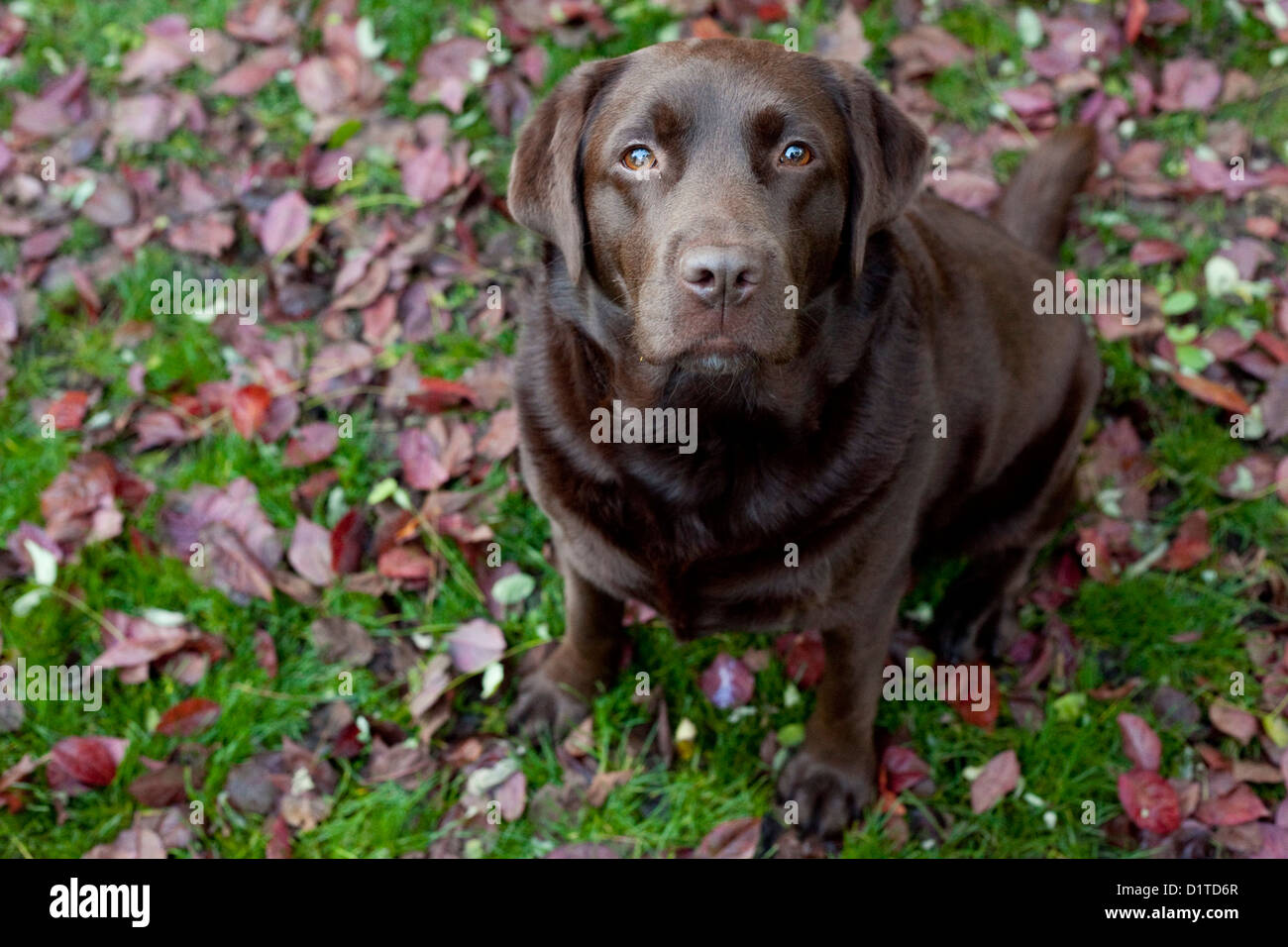 Ein Farbfoto in ein chocolate Labrador Hund mit braunen Augen sitzen in den grünen Rasen und roten Blätter aussehende oben. Stockfoto
