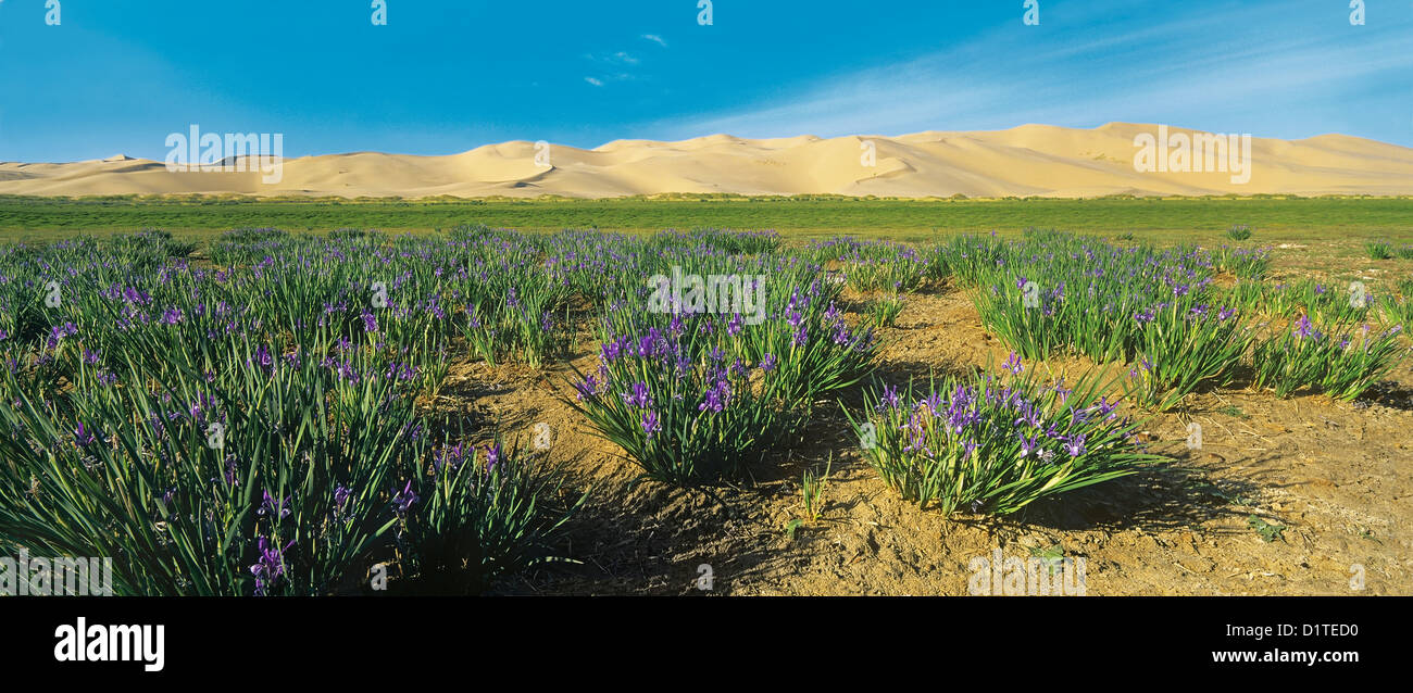 Gobi Wüste in voller Blüte.  Schwertlilien blühen. Mongolei Khongoryn Els Sanddünen. Süd-Gobi Wüste Stockfoto