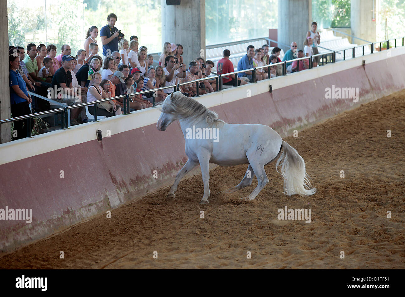 Jerez De La Frontera, Spanien, Pferde-Show auf dem Gestüt Yeguada De La Cartuja Stockfoto