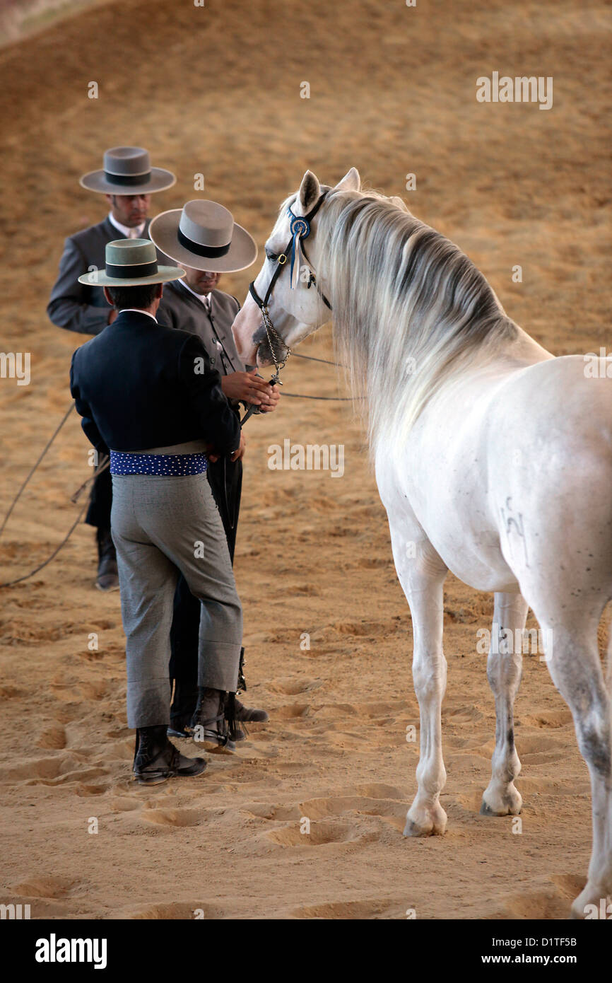 Jerez De La Frontera, Spanien, Pferde-Show auf dem Gestüt Yeguada De La Cartuja Stockfoto