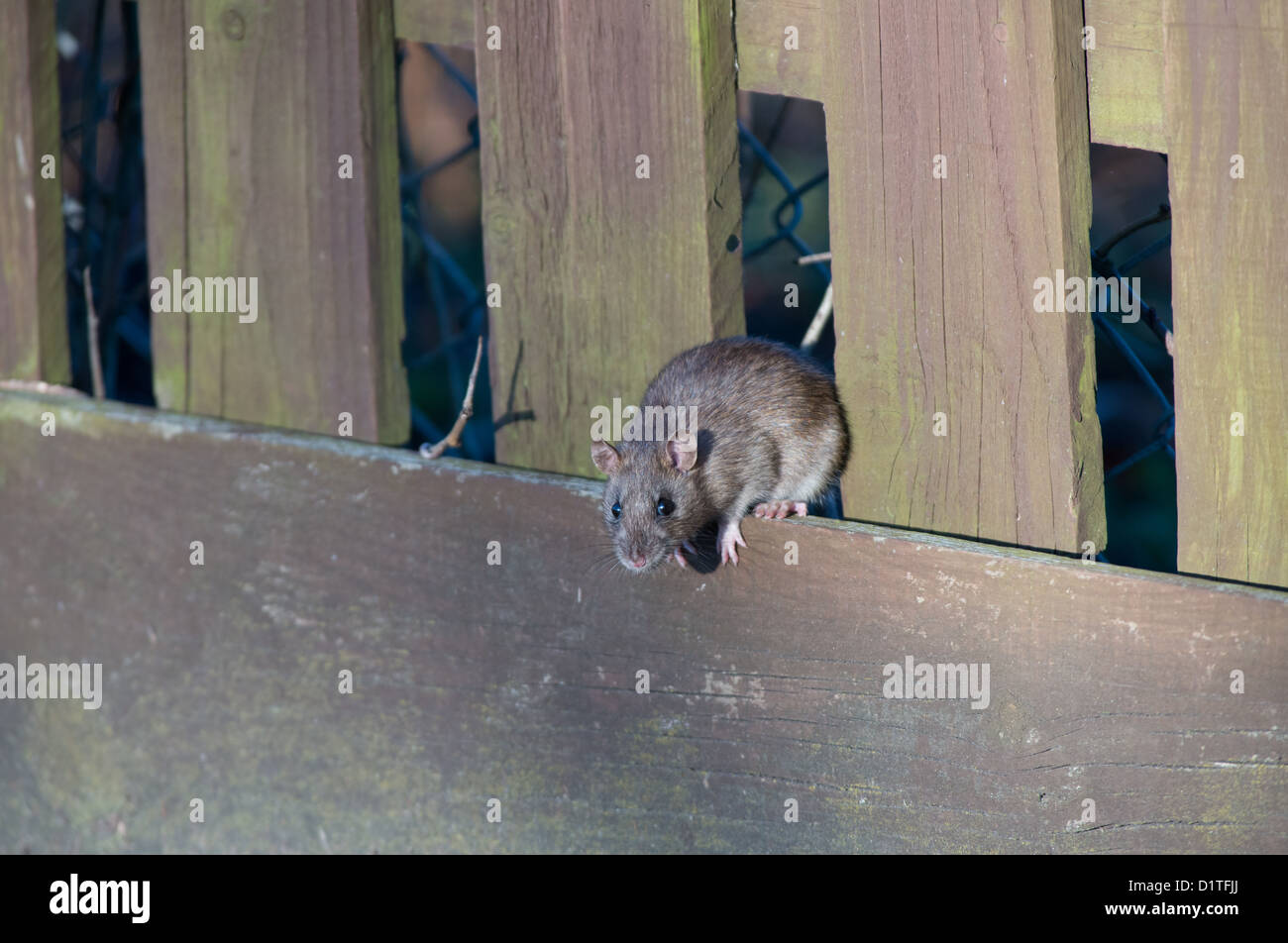 Britische ratten -Fotos und -Bildmaterial in hoher Auflösung – Alamy
