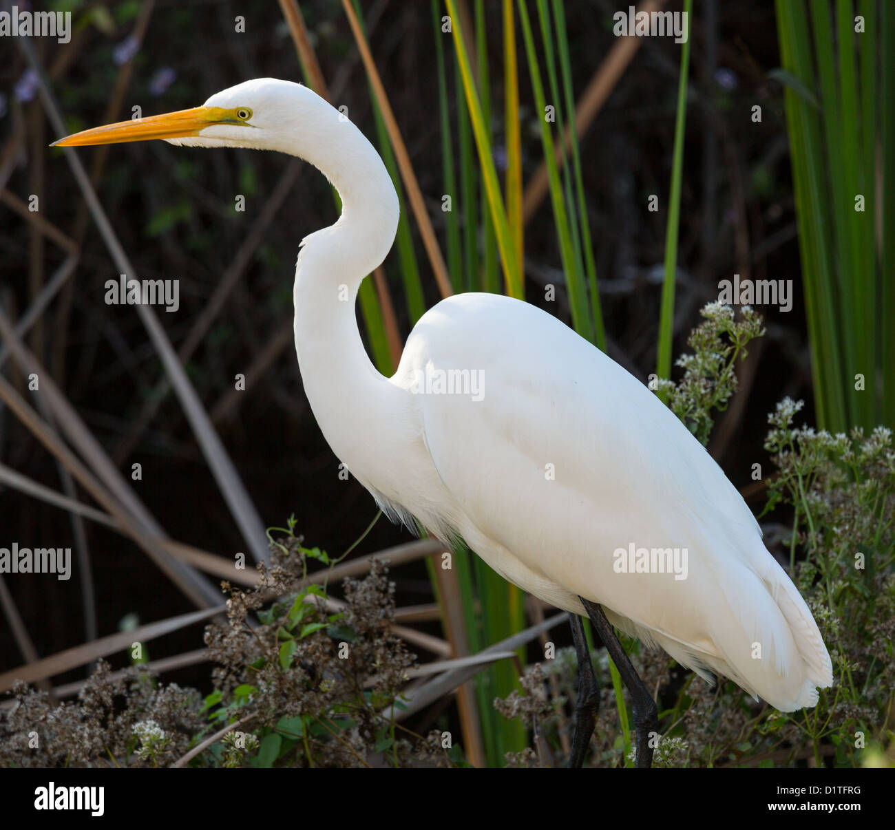 Silberreiher (Ardea alba) mit gelben Schein in Schilf von Florida Everglades National Park, USA Stockfoto