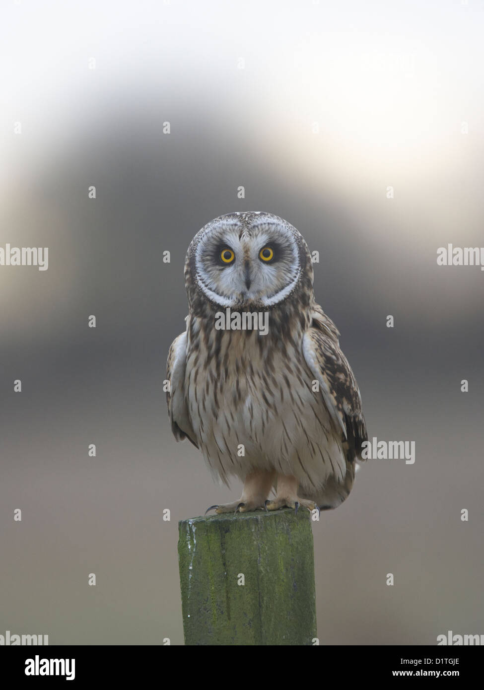 Sumpfohreule sitzen auf post Stockfoto