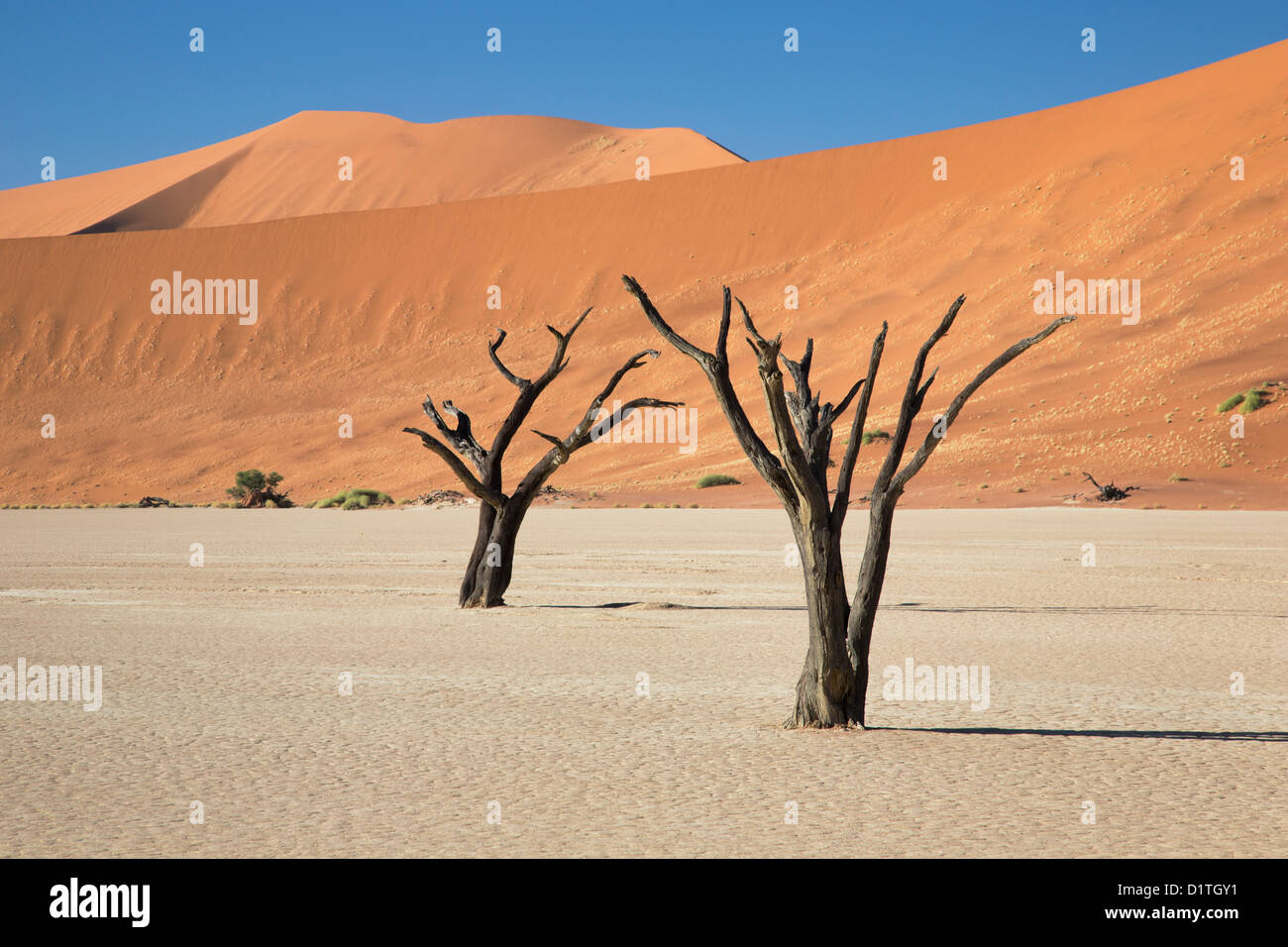 Tote Bäume im Deadvlei, umgeben von Dünen in der Wüste von Namibia NamibNaukluft Stockfoto