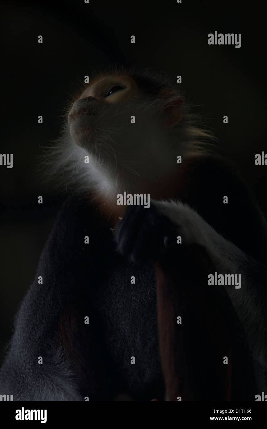 Red shanked Douc Languren Stockfoto