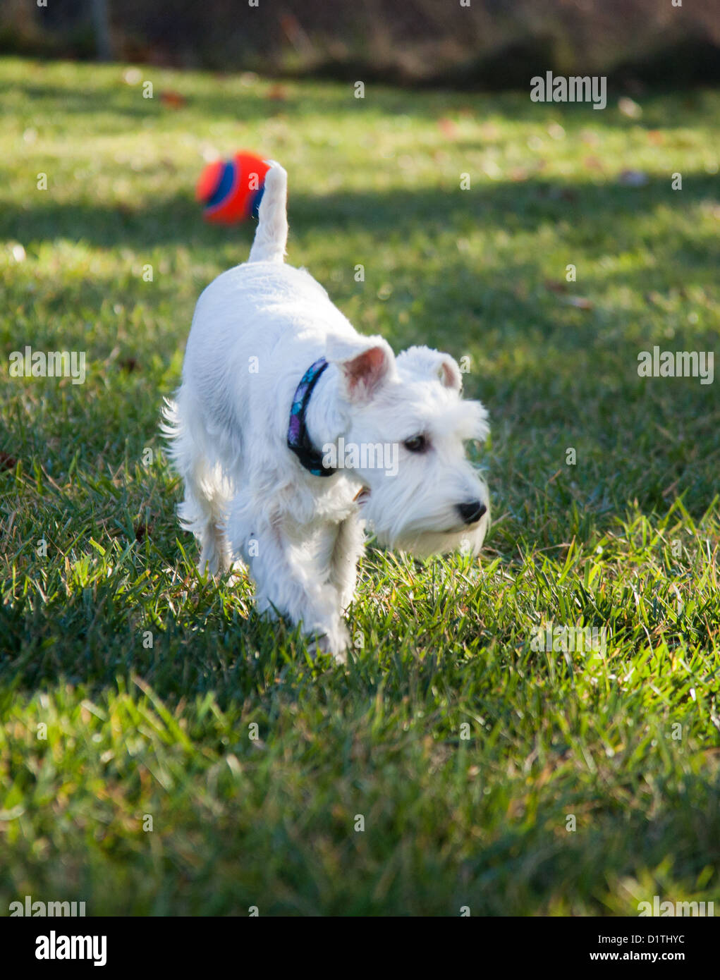 Ein weißer Schnauzer Hund läuft auf der Wiese. Stockfoto