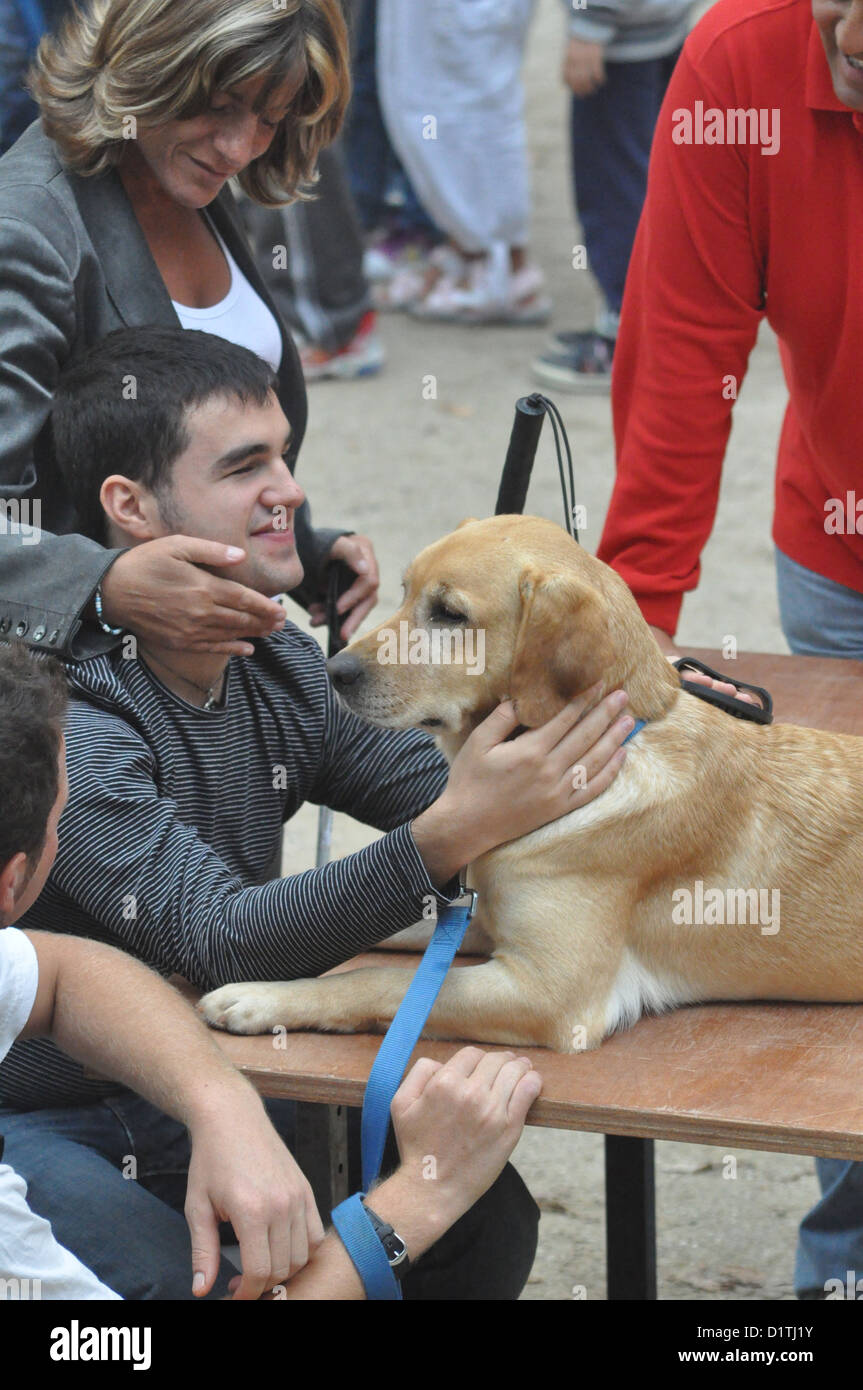 Santarcangelo di Romagna, Italien, golden Retriver ausgebildet für blinde Menschen Stockfoto