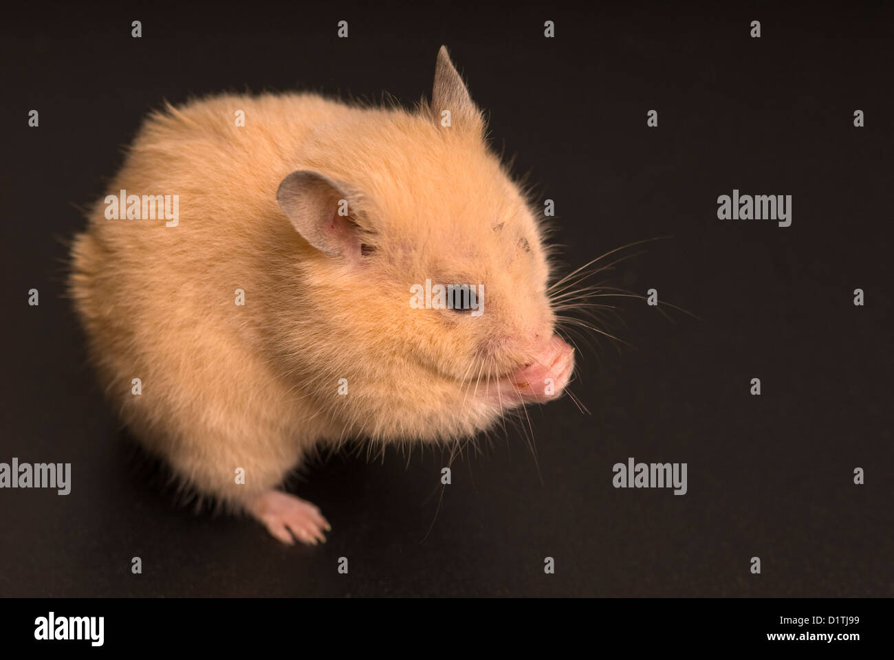 Gelbe Maus isoliert auf schwarz mit Textfreiraum Stockfoto