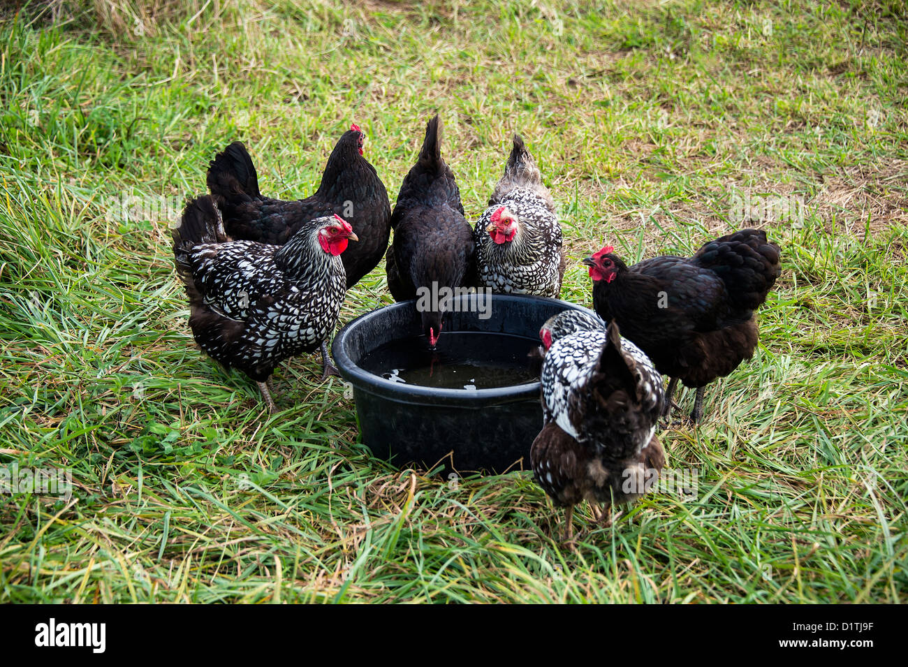 Free Range chickens. Stockfoto