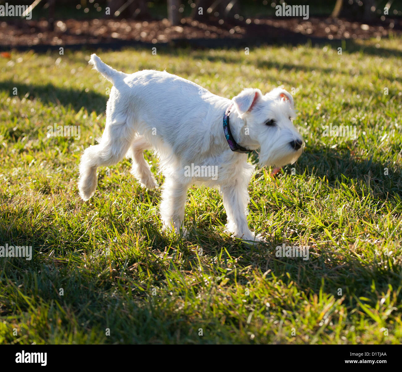Ein weißer Schnauzer Schnoodle Hund. Stockfoto