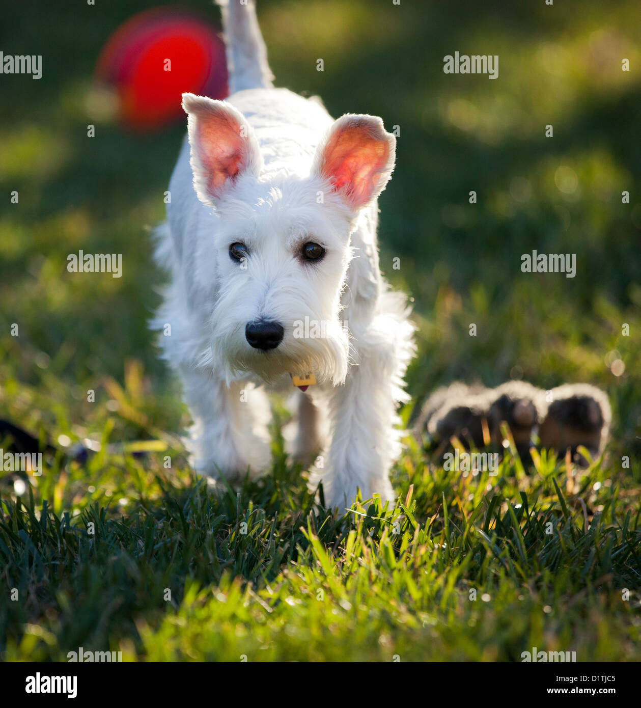 Ein weißer Schnauzer Schnoodle Hund. Stockfoto