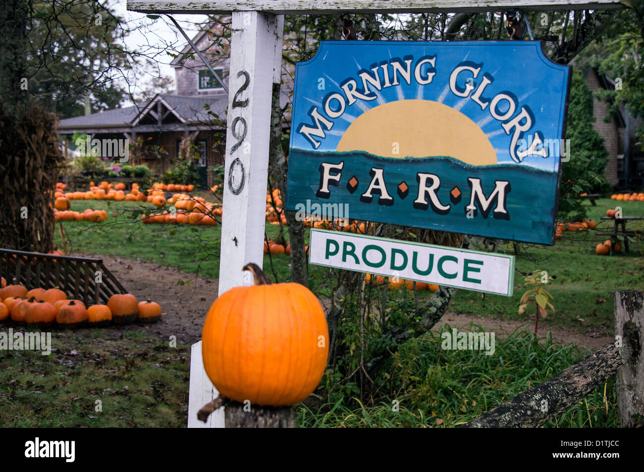 Morning Glory Farm, Martha's Vineyard, Massachusetts, USA Stockfoto