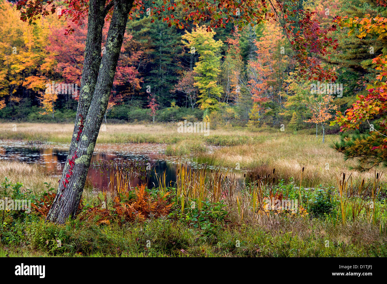 Herbst landschaftlich schön, Maine, USA Stockfoto