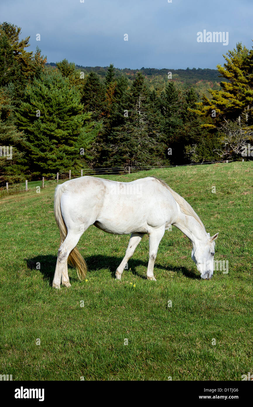 Pferd auf einer hügeligen Weide grasen Stockfoto