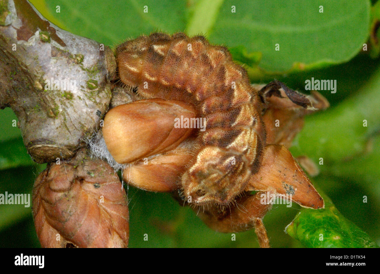 Lila Zipfelfalter Raupe (Neozephyrus Quercus) getarnt als eine Eiche Knospe Stockfoto