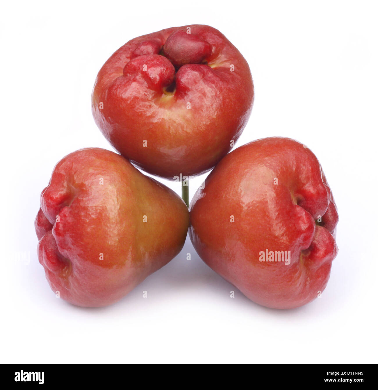 Wasser-Apfel oder Rosenapfel Stockfoto