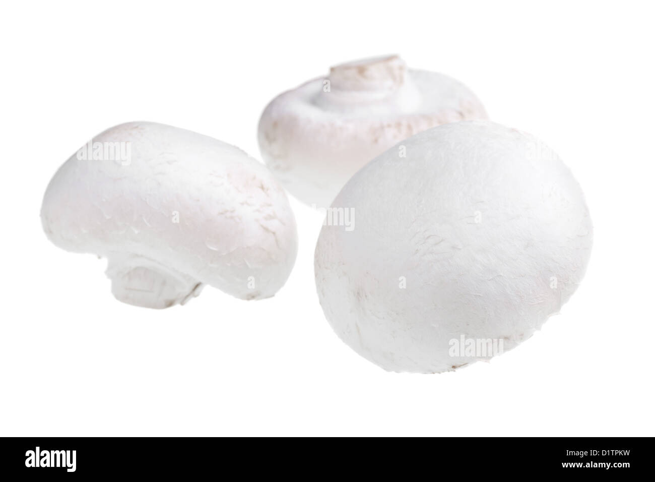 Riesige weiße Bio Pilze isoliert auf weißem Hintergrund Stockfoto