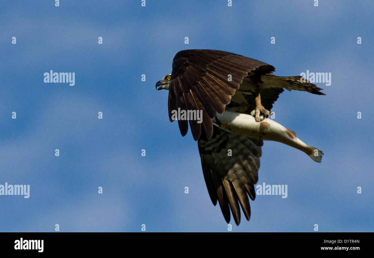 Fischadler (Pandion Haliaetus) und Regenbogenforellen Stockfoto