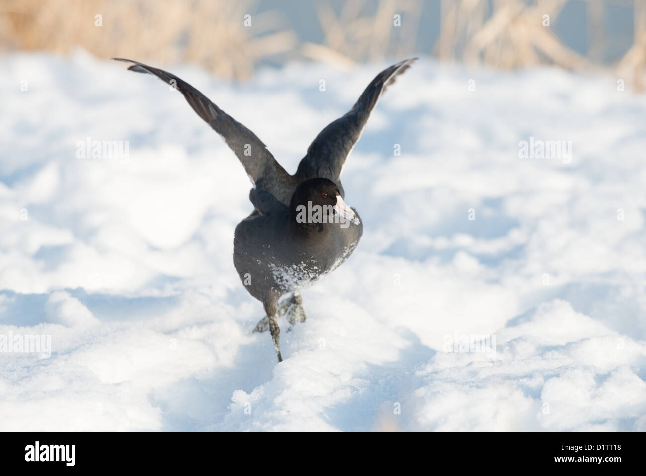 Stock Foto von einer amerikanischen Blässhühner laufen durch den Schnee mit Flügeln zu schlagen. Stockfoto