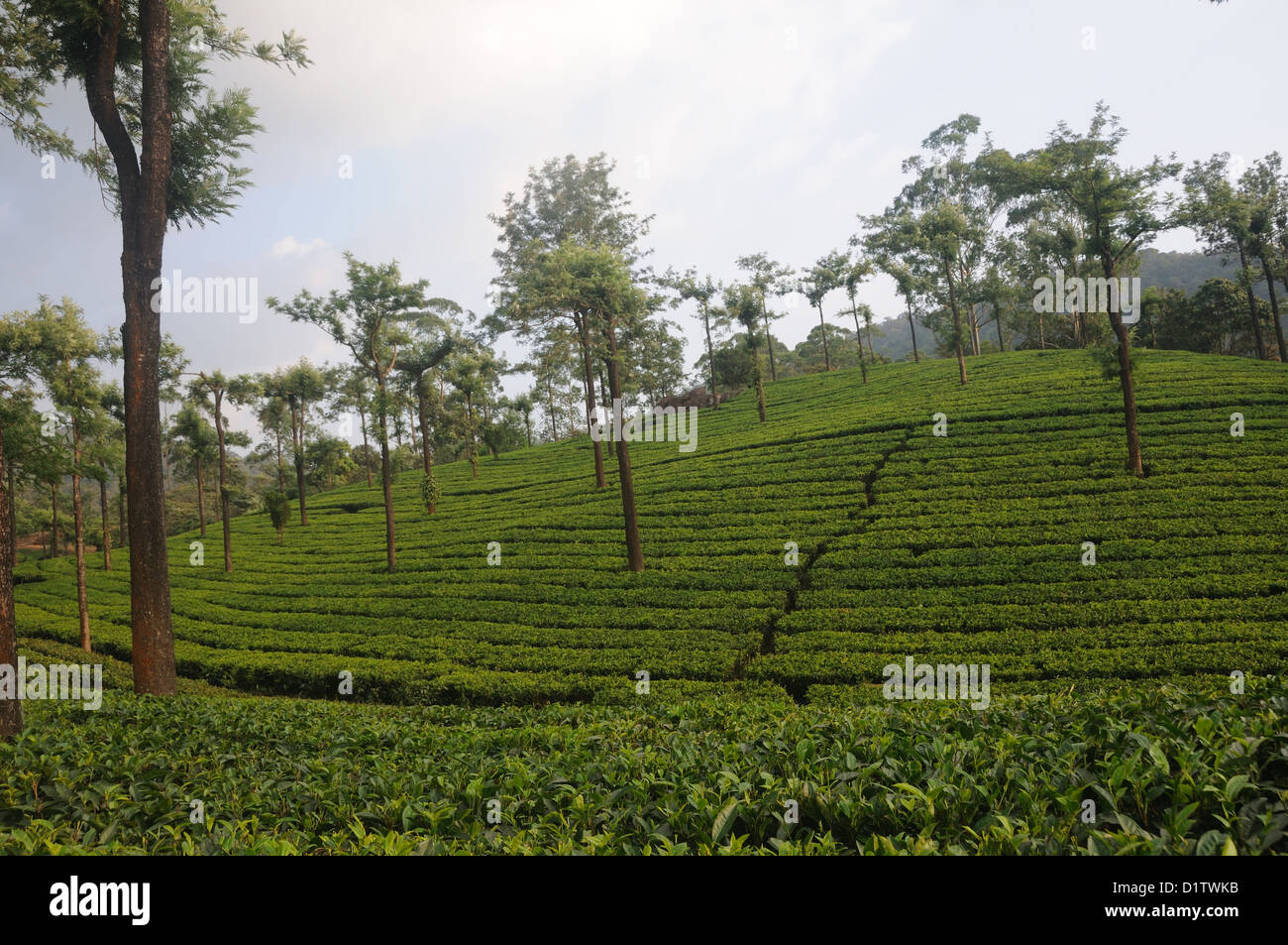 Tea Gardens in Munnar Munnar ist ein Hügel-Station auf den Western Ghats, eine Reihe von Bergen im Idukki Bezirk gelegen Stockfoto