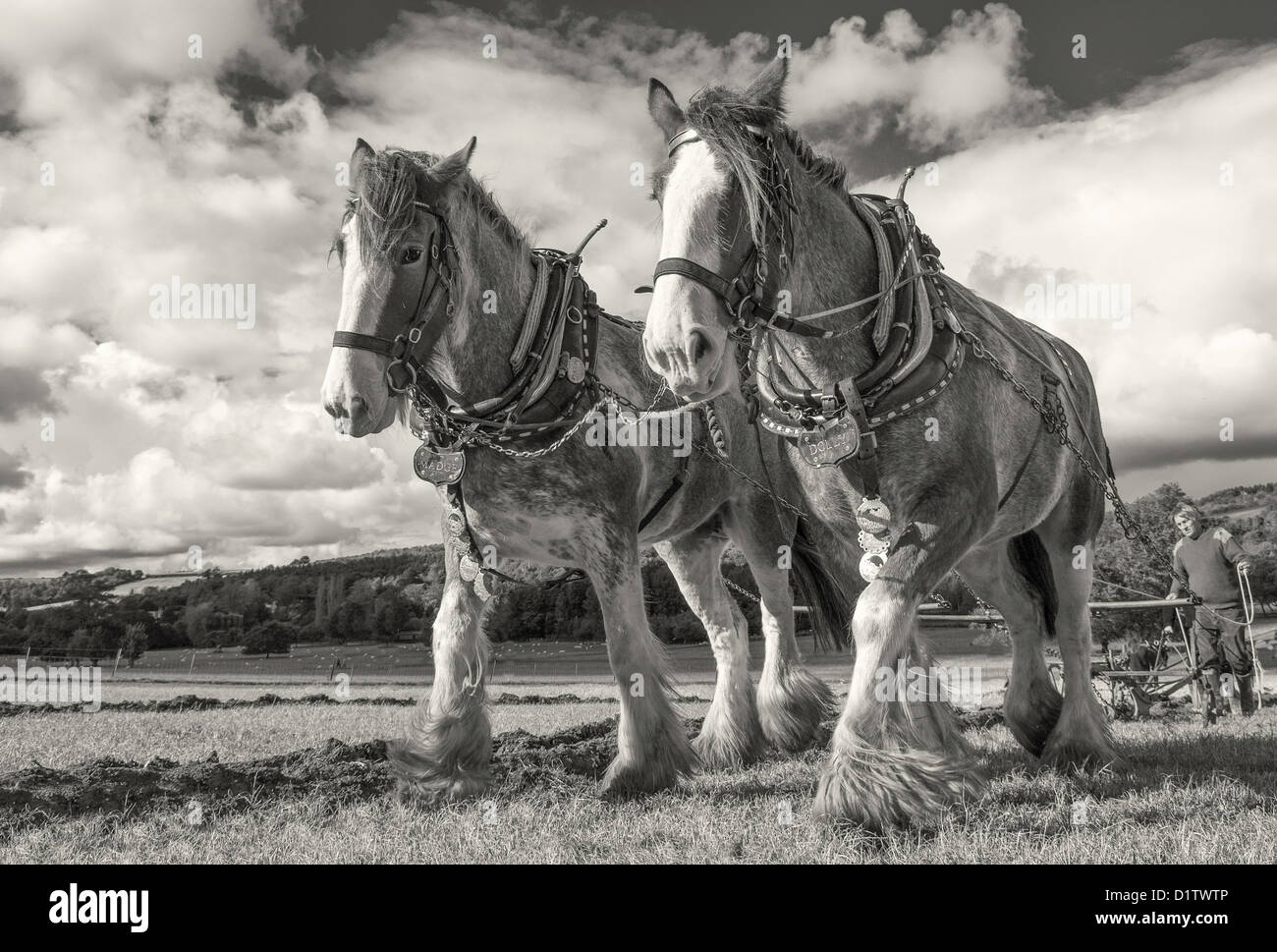 Ein paar der Shire-Pferde bei Singleton Weald und Downland Pflügen Freilichtmuseum, West Sussex. UK Stockfoto