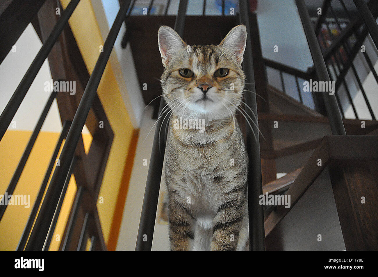 Verucchio (Rimini, Italien), süße Katze Stockfoto