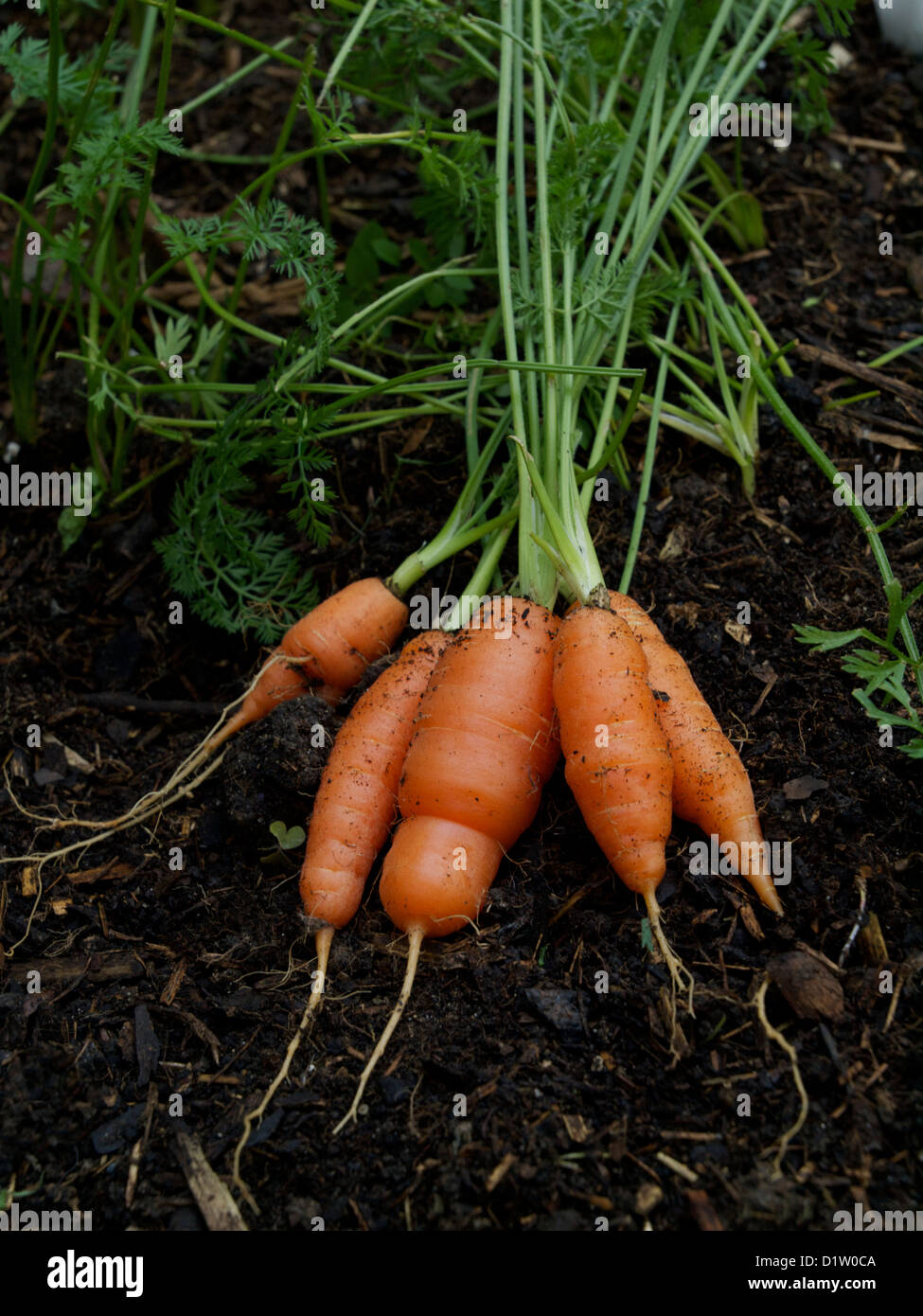 Frisch gegraben Nantes Karotten am Boden liegen Stockfoto