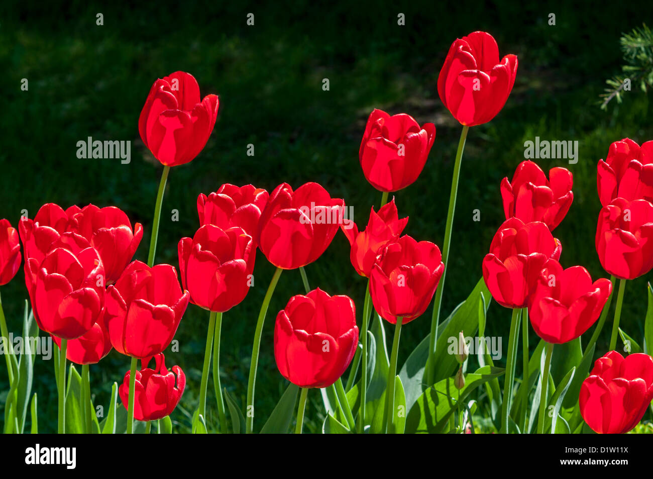 Die Tulpe ist eine mehrjährige, knolligen Pflanze mit auffälligen Blüten der Gattung Tulipa Stockfoto