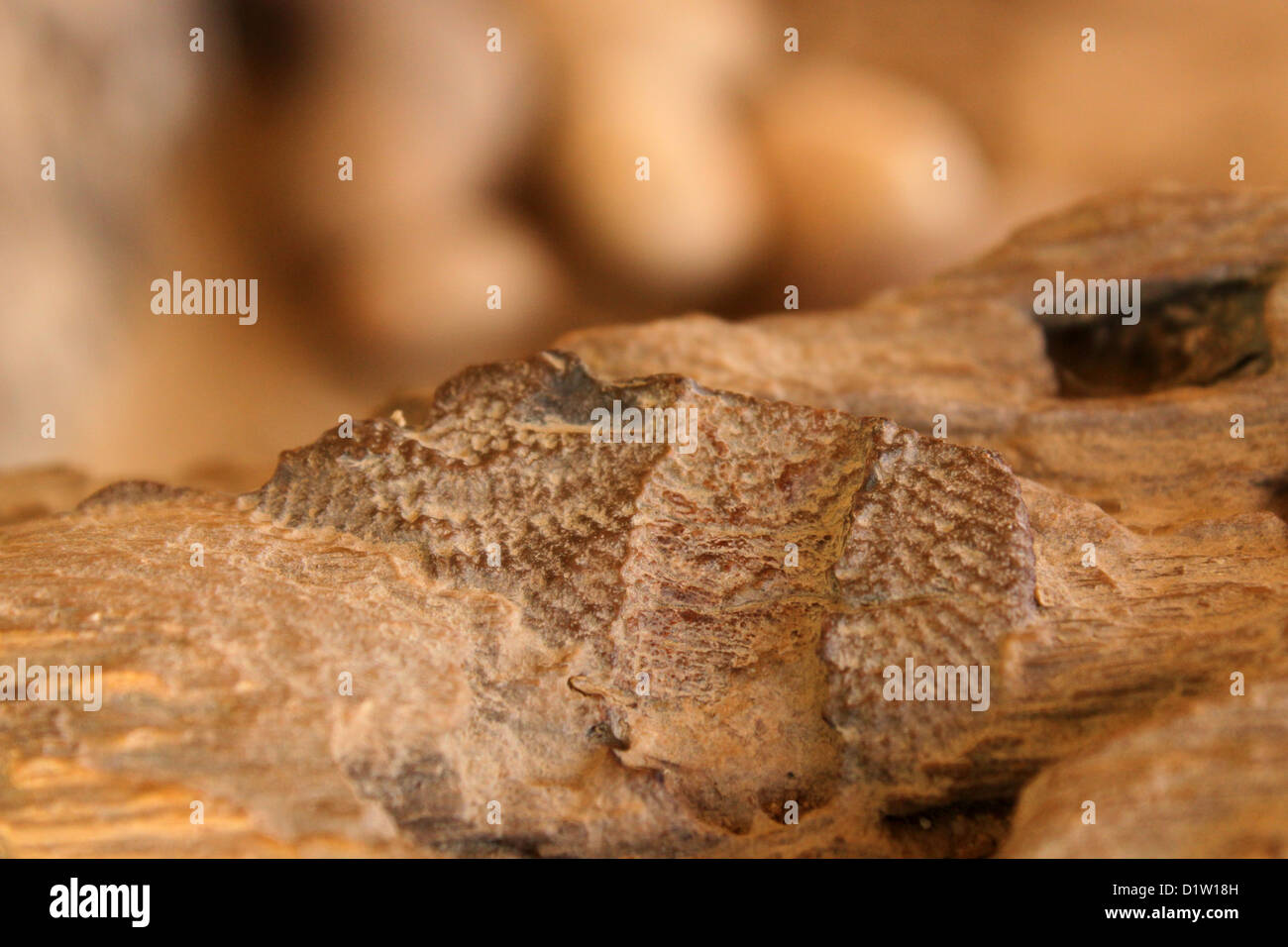 Fossilen Markierungen eines Insekts in Akal Holz fossiler Wald Rajasthan Indien Stockfoto