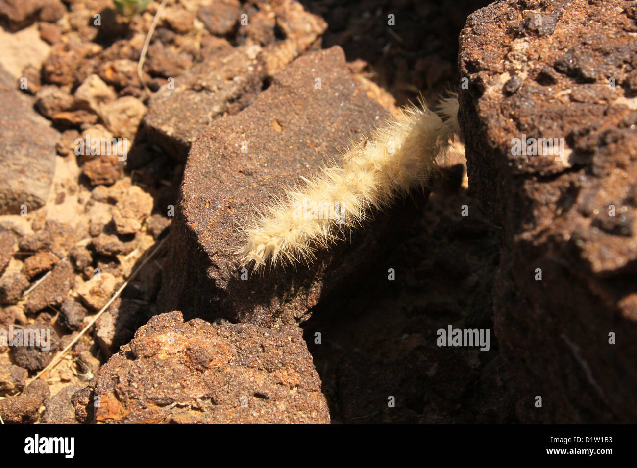 weiße Borsten Fox Tail Grass Akal Holz Fossil Parken Indien Stockfoto