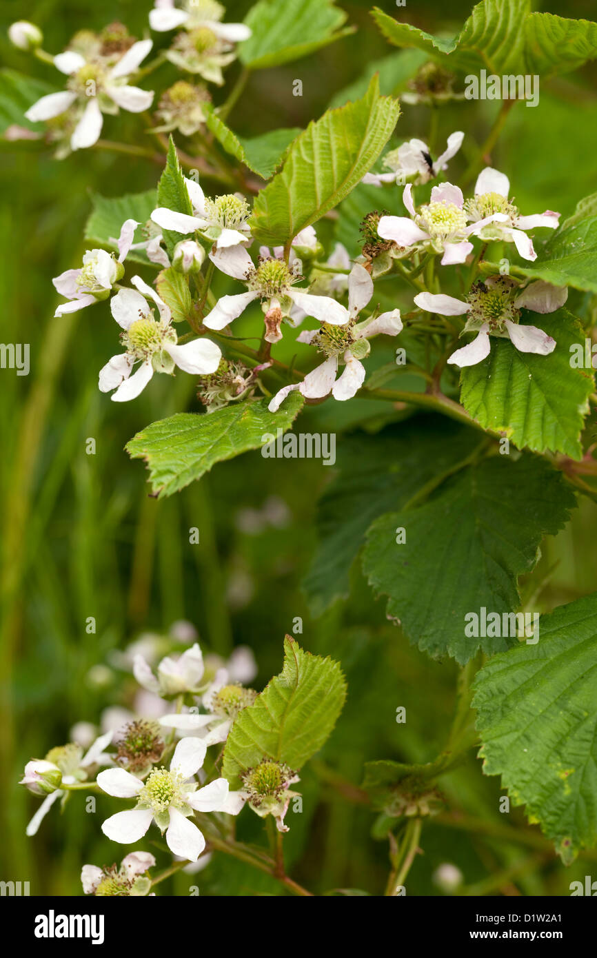 BlackBerry-Strauch mit weißen Blumen als Hintergrund Stockfoto