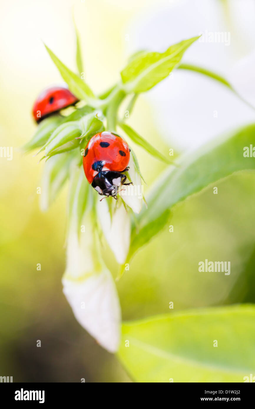 Marienkäfer auf Blume, am frühen Abend Sonnenlicht und leuchtenden Farben Stockfoto
