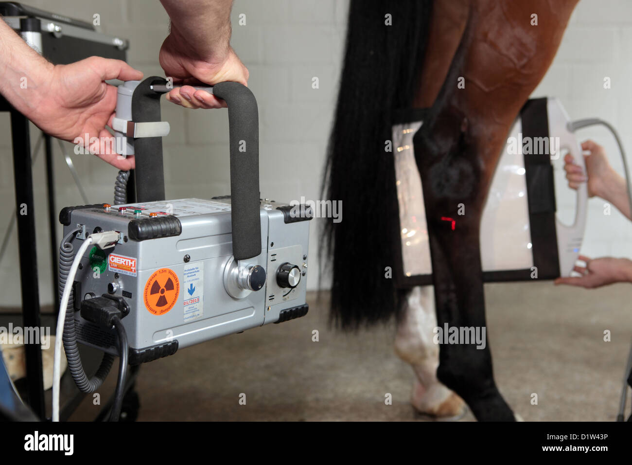 Kuchelmiß, Deutschland, wird das Sprunggelenk eines Pferdes durchleuchtet Stockfoto