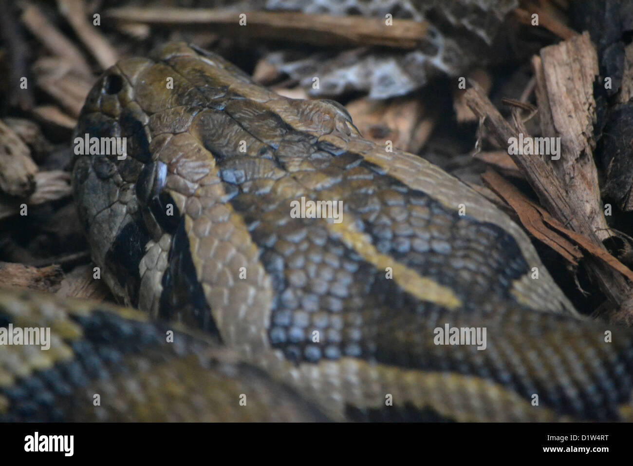 Burmesische königliche Python Stockfoto